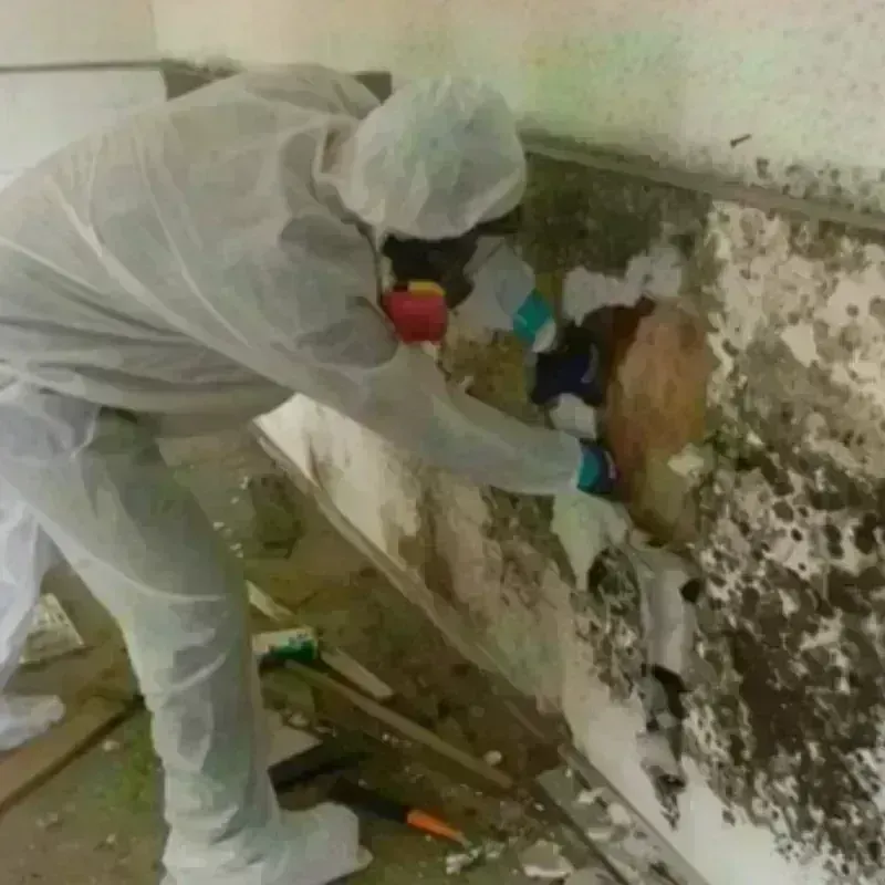 Mold Remediation and Removal in Sundance, WY